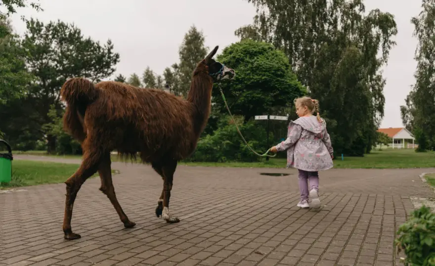 Mini zoo Niedźwiedź z dziećmi - Ceny, nocleg, plan wizyty